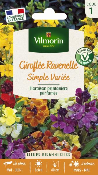 Fleurs - Giroflée Ravenelle Simple Variée - face recto